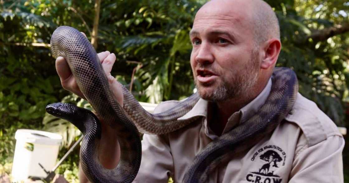 Snake Lover, 1000, CROW, KZN, Durban, Black Mamba Snake Lover, 1000, CROW, KZN, Durban, Black Mamba