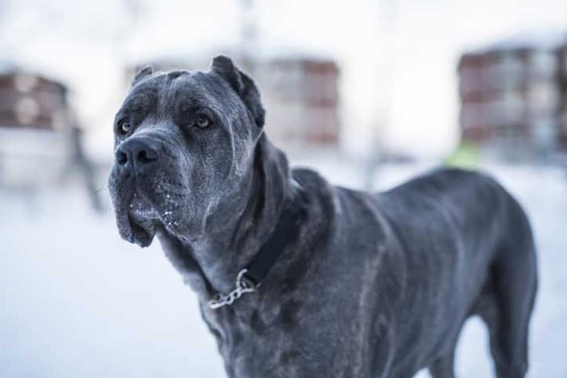 most dangerous dog breeds most dangerous dog breeds