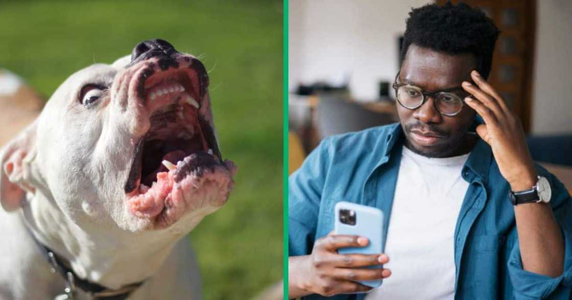 A pack of pit bulls attacked two people A pack of pit bulls attacked two people