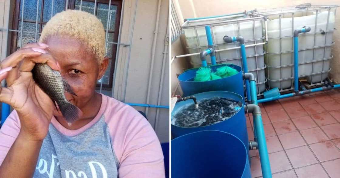 Sindi Thusi farms fish, chickens and vegetables from her home Sindi Thusi farms fish, chickens and vegetables from her home