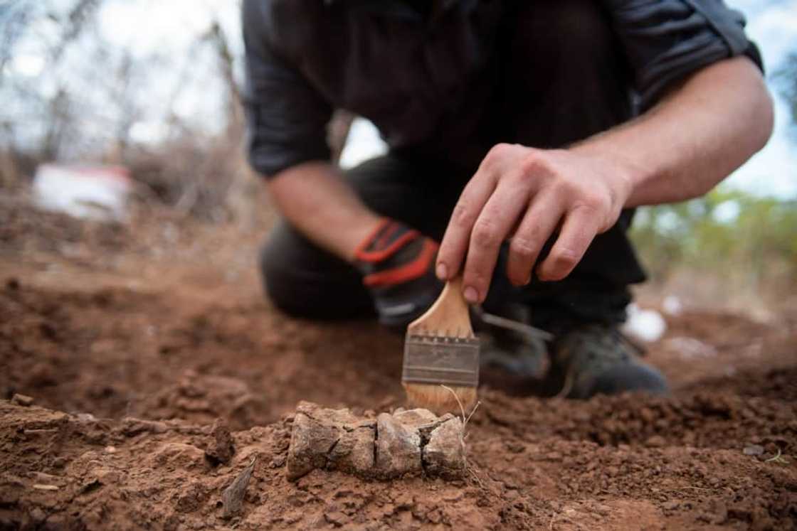 The skeleton of Africa's oldest dinosaur was found during two expeditions in 2017 and 2019