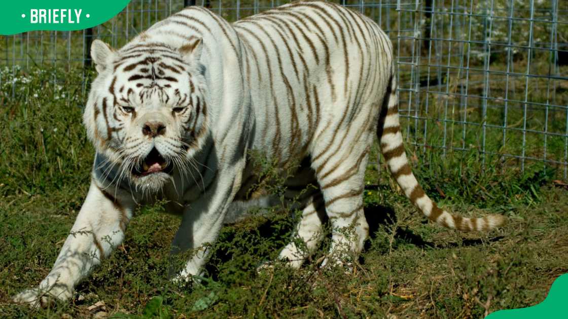 Kenny the white tiger