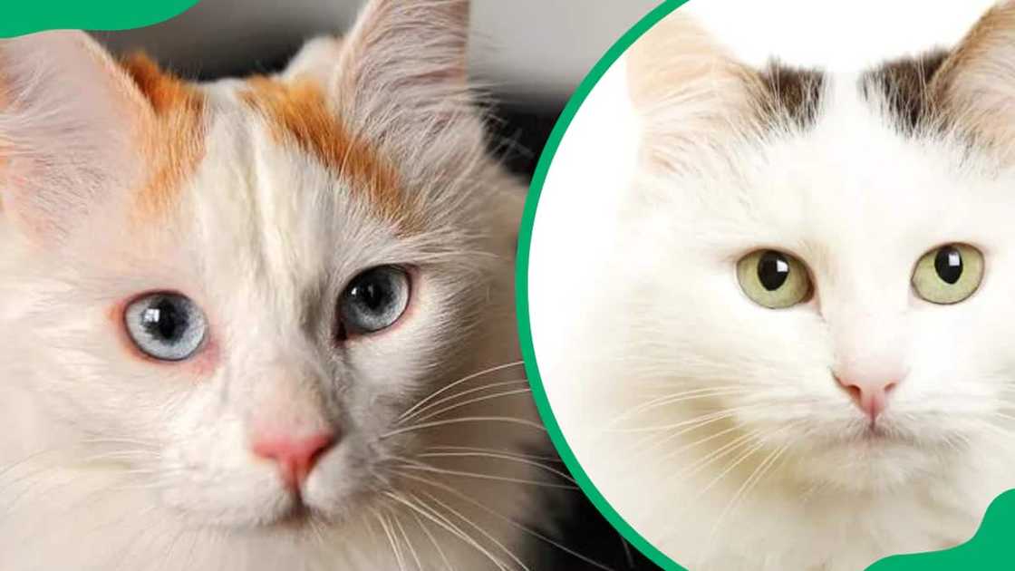 Turkish Van cat breed Turkish Van cat breed