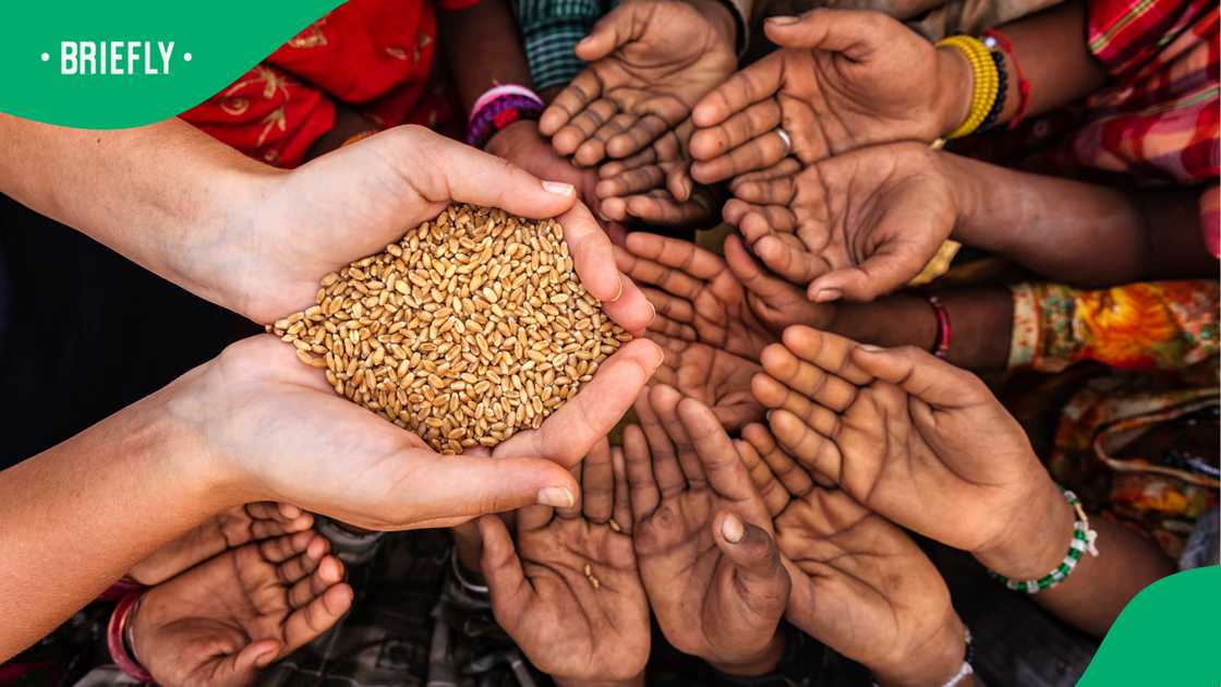 Elon Musk claims Africa hunger is a myth, triggers global debate Elon Musk claims Africa hunger is a myth, triggers global debate