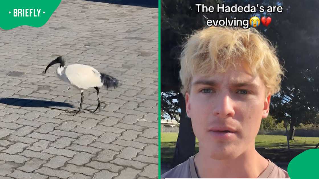A South African man thought he had discovered a strange new hadeda species at a Sasol garage