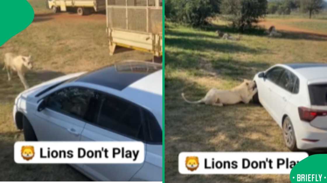 A video that went viral captured a tense moment where a lion attacked a VW Polo’s tyre, leaving the driver too scared to move