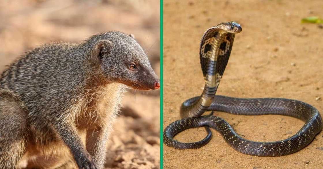 A Facebook video shows a mongoose hunting a cobra. A Facebook video shows a mongoose hunting a cobra.