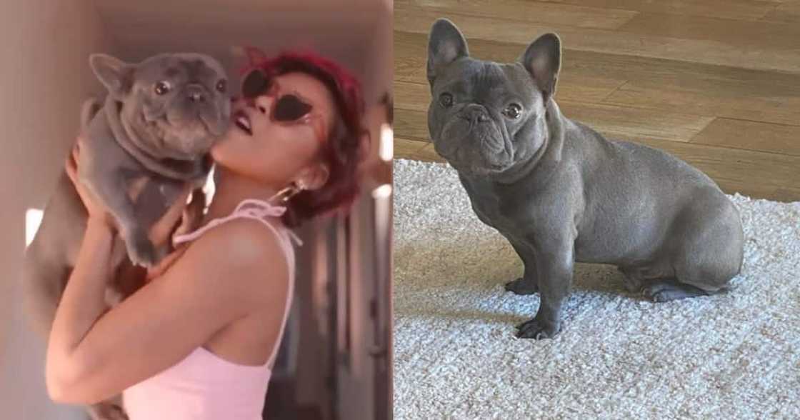 Taraji P Henson Mourns Death of Her Dog K-Ball: "I Will Miss My Baby" Taraji P Henson Mourns Death of Her Dog K-Ball: "I Will Miss My Baby"