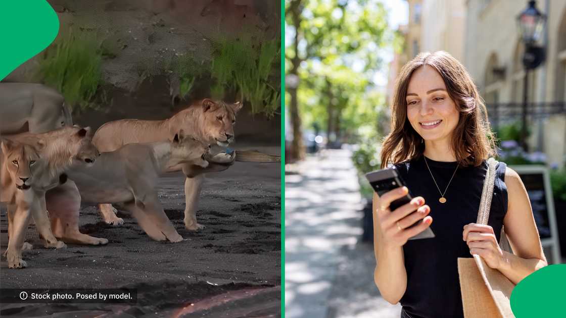 Mzansi laughed at a lion attempting to tow a game ranger's car in a game of tug of war. Mzansi laughed at a lion attempting to tow a game ranger's car in a game of tug of war.