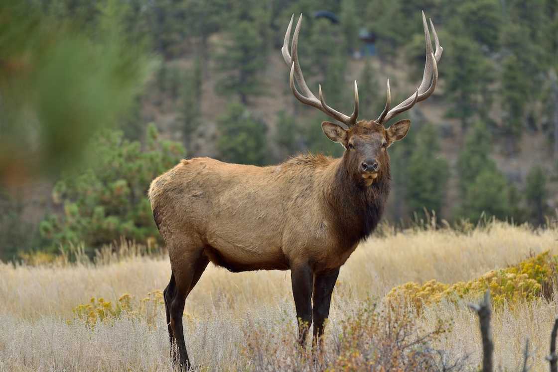 Full body front side view of a strong mature bull elk in Rocky Mountain National Park. Full body front side view of a strong mature bull elk in Rocky Mountain National Park.