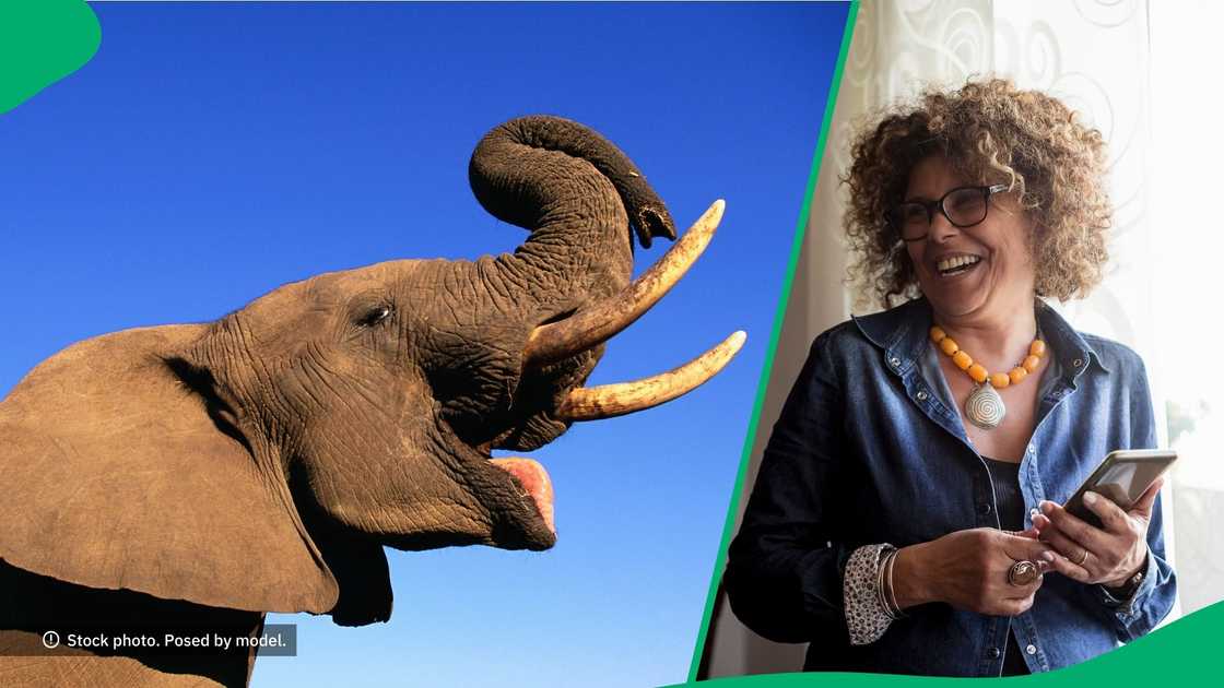 People laughed at an elephant using a car to scratch itself. People laughed at an elephant using a car to scratch itself.