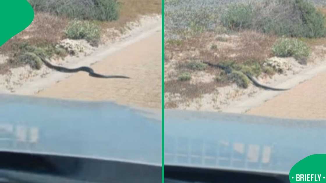 Fear, fascination, and pride collided as the sighting reminded viewers of South Africa’s wild side and rich biodiversity