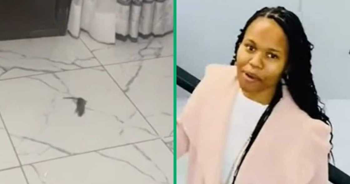 TikTok video shows rat in university student's home TikTok video shows rat in university student's home