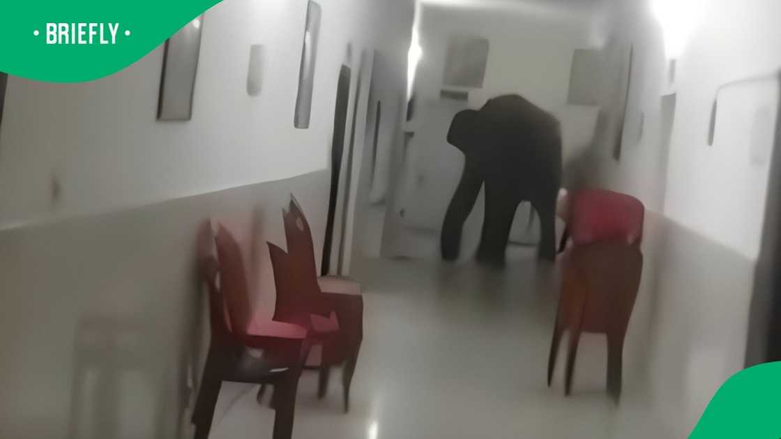 Elephants enter health care facility Elephants enter health care facility