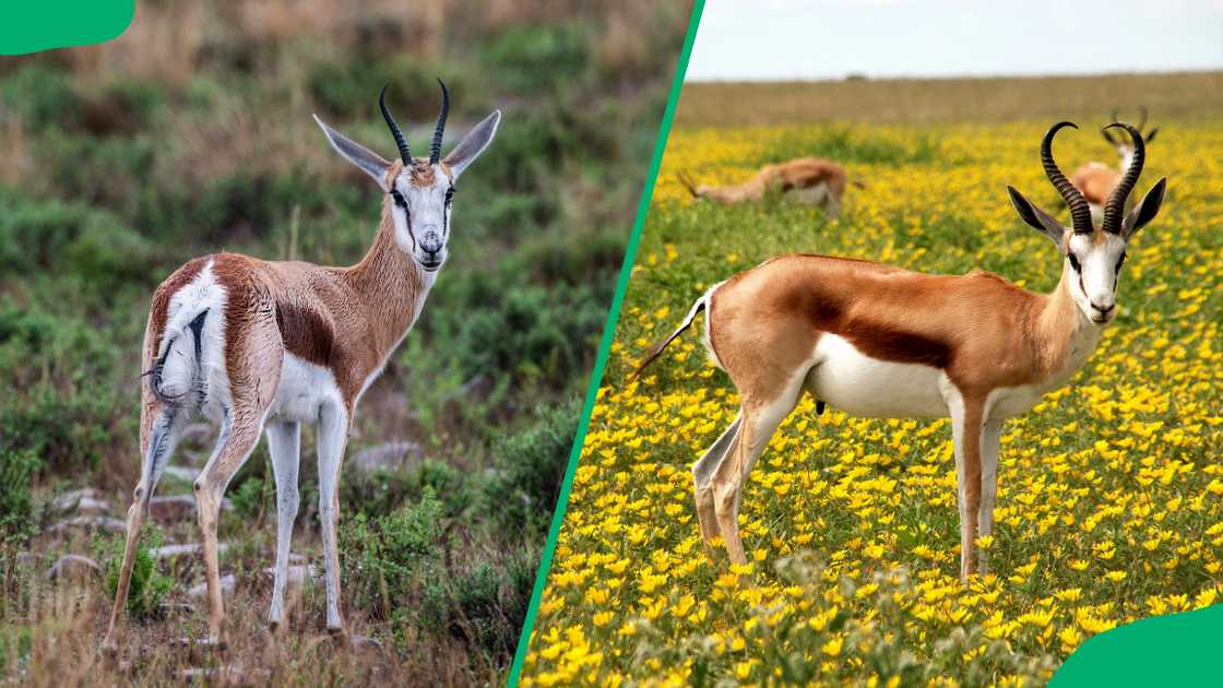 national symbols of South Africa national symbols of South Africa