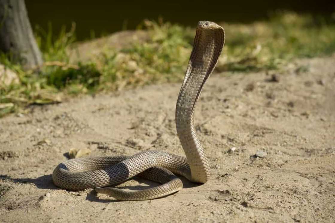 South African snakes South African snakes