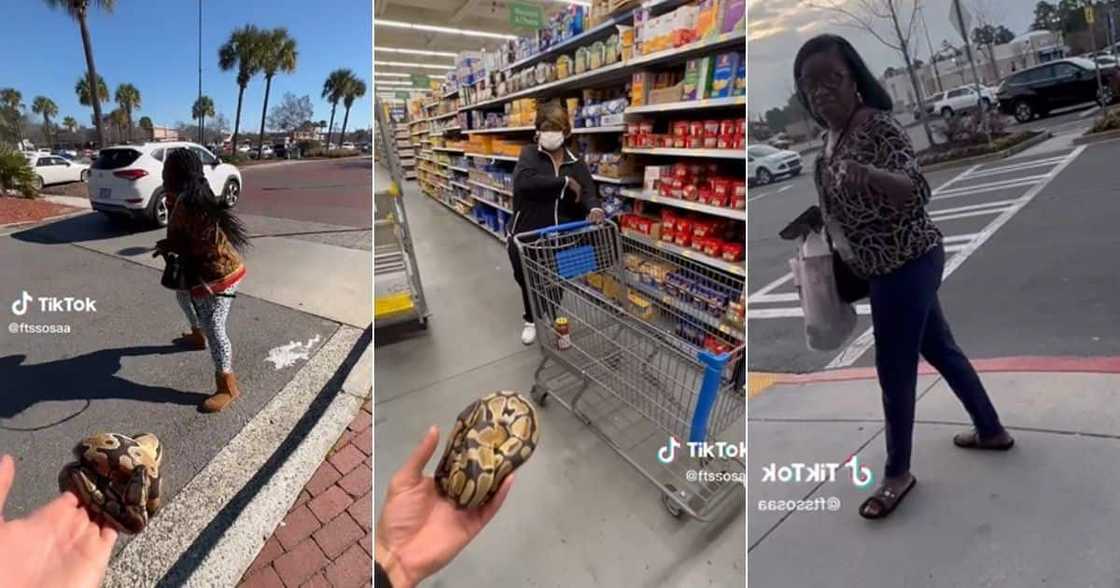 Snake owner office people to touch pet snake Snake owner office people to touch pet snake