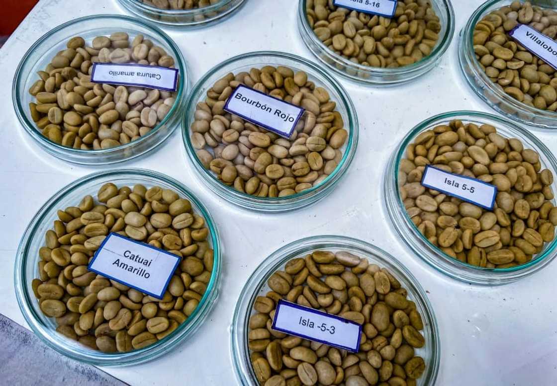 A variety of Cuban specialty coffees are displayed at a coffee improvement center in Jibacoa, Villa Clara province, Cuba A variety of Cuban specialty coffees are displayed at a coffee improvement center in Jibacoa, Villa Clara province, Cuba