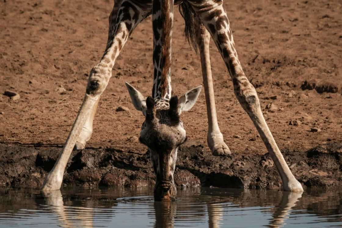 Only about 117,000 giraffe remain in the wild, according to the Giraffe Conservation Foundation Only about 117,000 giraffe remain in the wild, according to the Giraffe Conservation Foundation