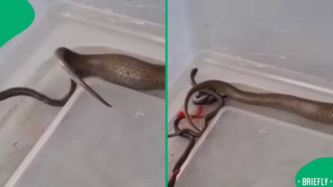 Mzansi was left stunned after a video showed a snake delivering live babies Mzansi was left stunned after a video showed a snake delivering live babies