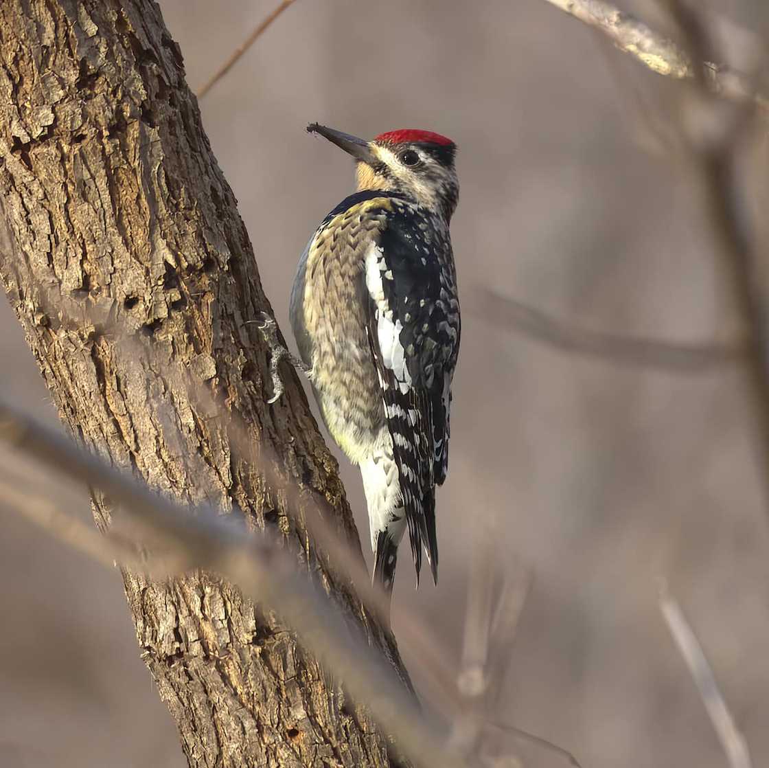 Yellow-bellied sapsucker Yellow-bellied sapsucker