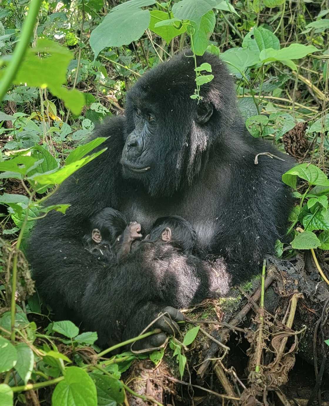Mafuko and her twin boys. Mafuko and her twin boys.