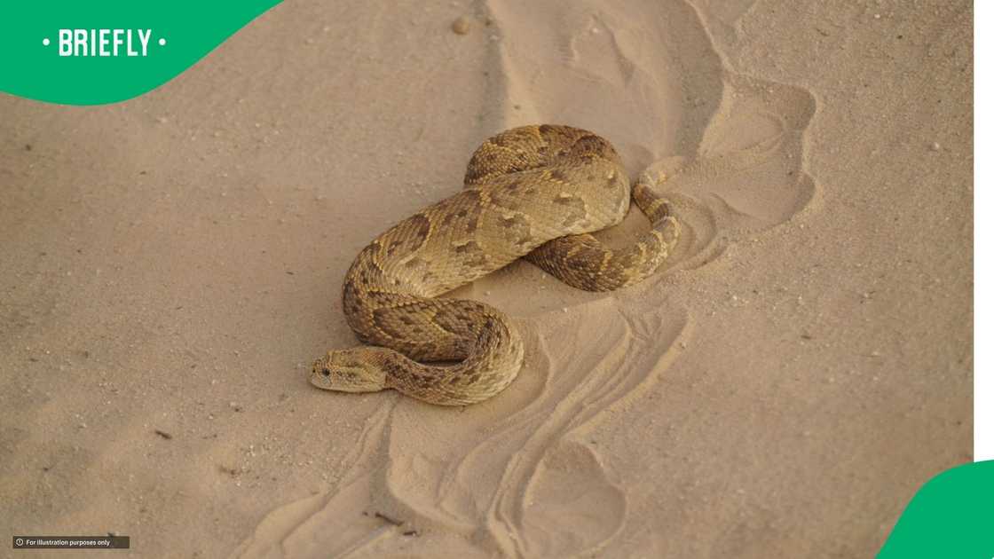 Puff adder bites woman in Hartenbos Puff adder bites woman in Hartenbos
