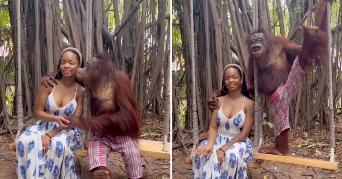 Orangutan seduces woman at Zoo Orangutan seduces woman at Zoo