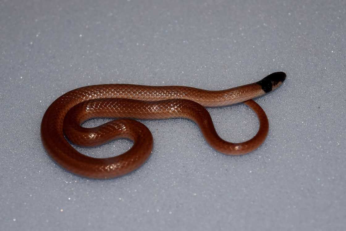 Snakes of South Africa Snakes of South Africa