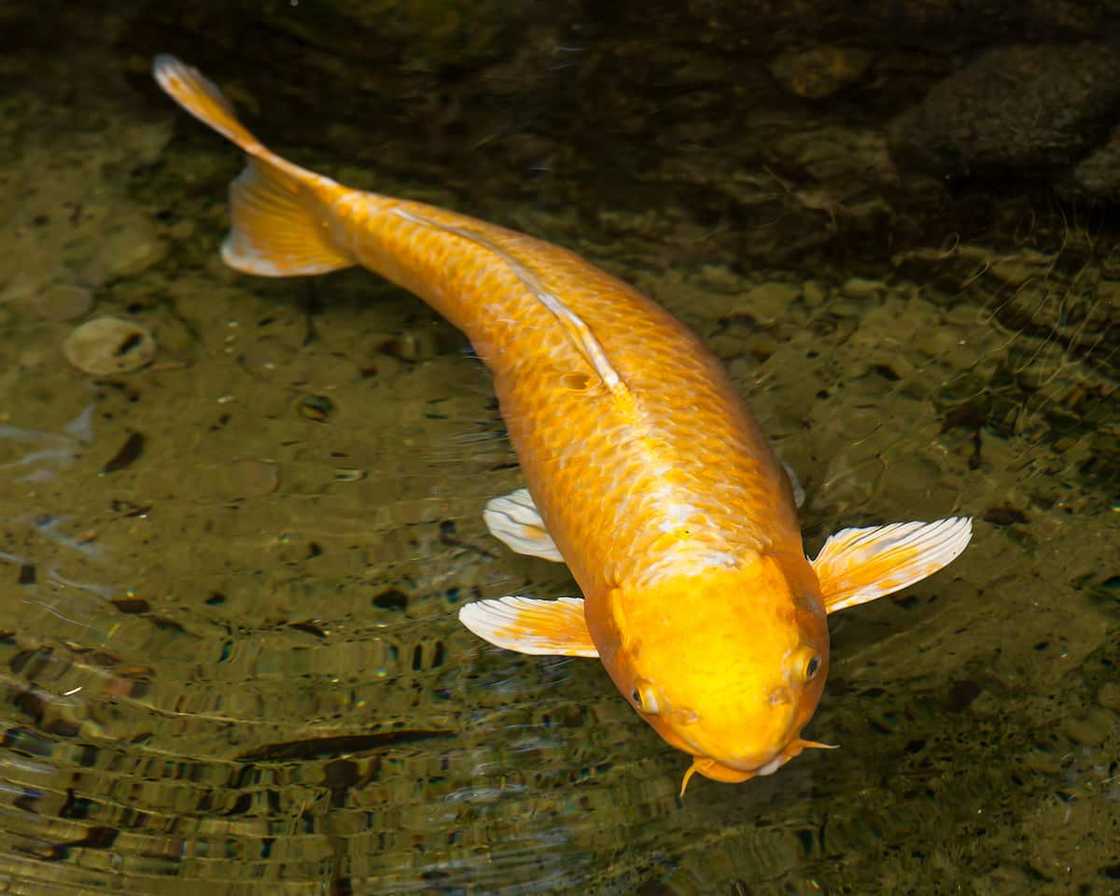 Ogon koi carp Ogon koi carp