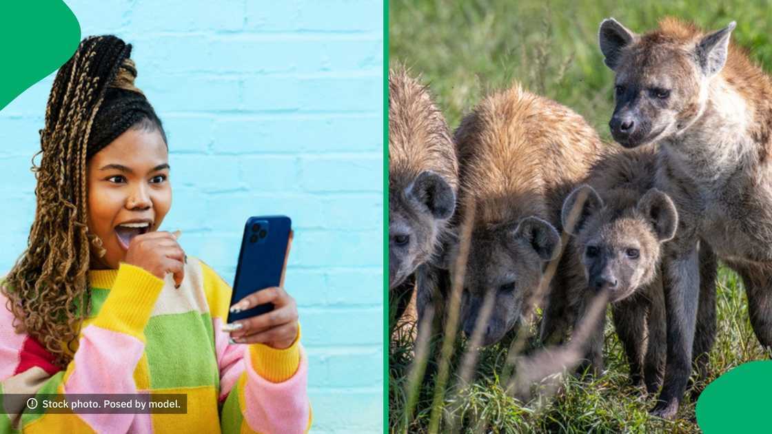 A man dropped his phone in front of hyenas in a video, leaving South Africans amused.