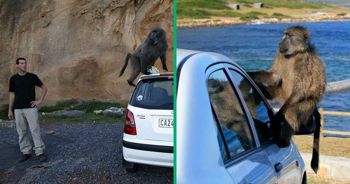 Cape Town fights baboon in TikTok video Cape Town fights baboon in TikTok video