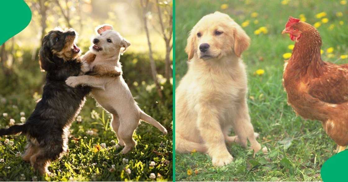 Chickens stood around in delight as two puppies fought each other.