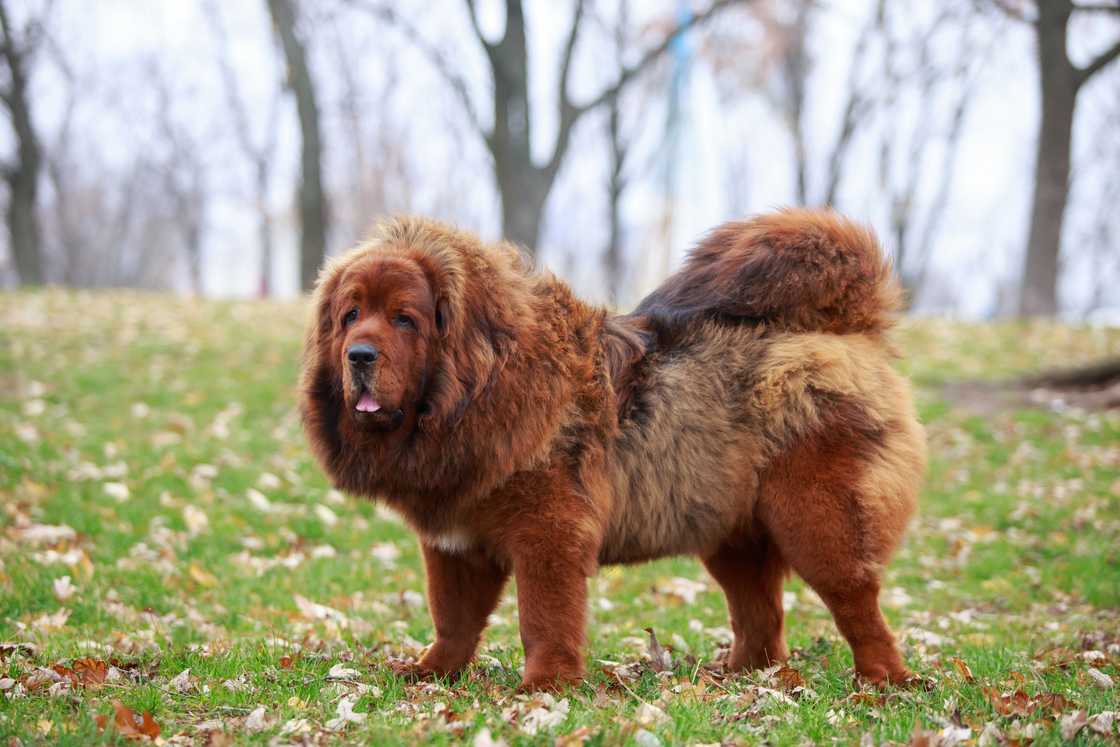 Dog breed Tibetan Mastiff on the grass. Dog breed Tibetan Mastiff on the grass.