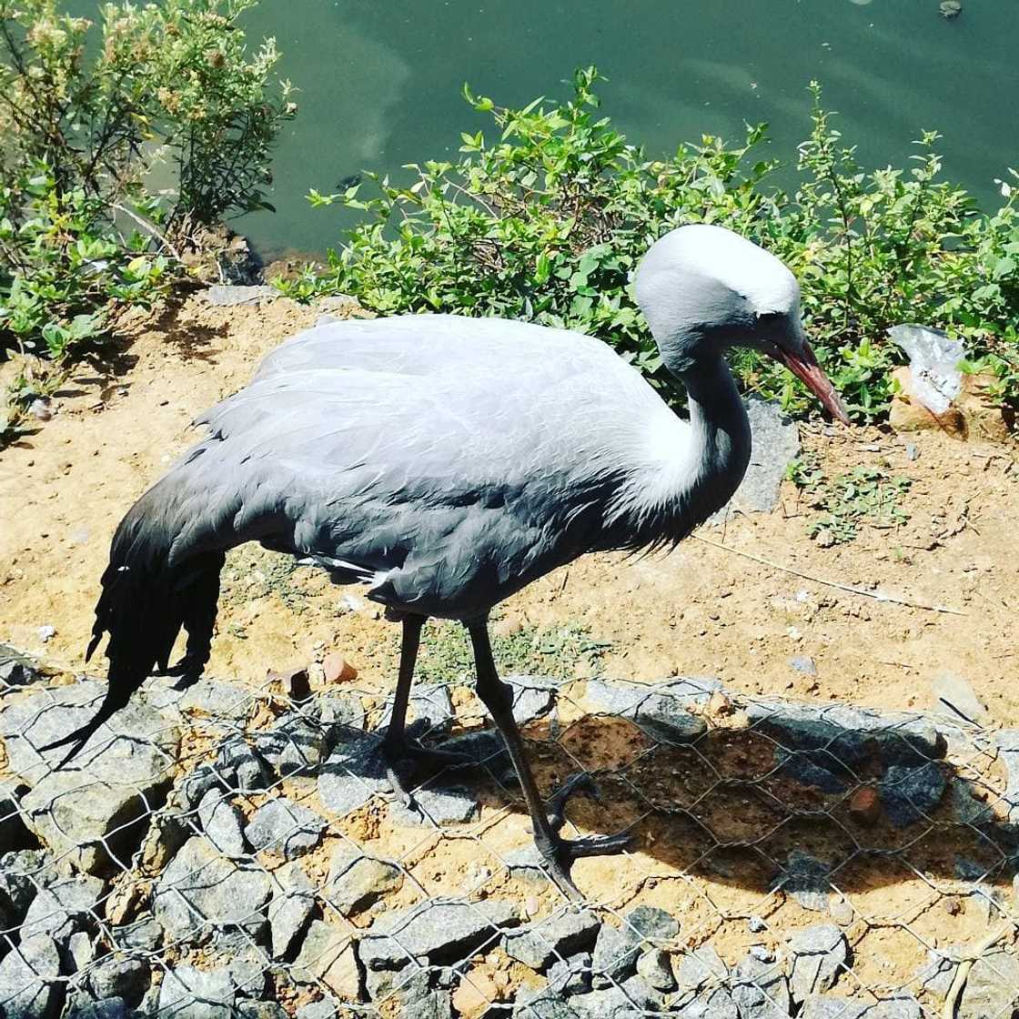 Top 20 extinct and endangered animals in South Africa with images Top 20 extinct and endangered animals in South Africa with images