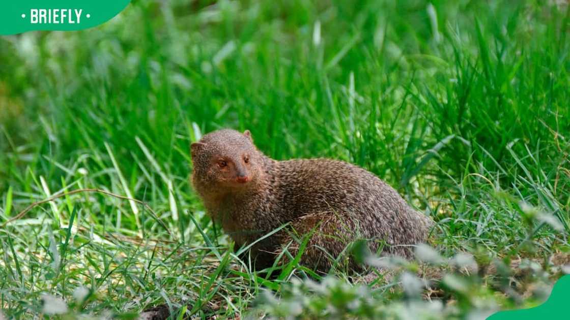 Indian grey mongoose in the grasslands Indian grey mongoose in the grasslands