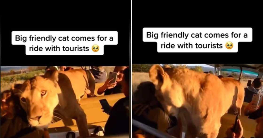 Lions leaps into Safari car full of tourists Lions leaps into Safari car full of tourists