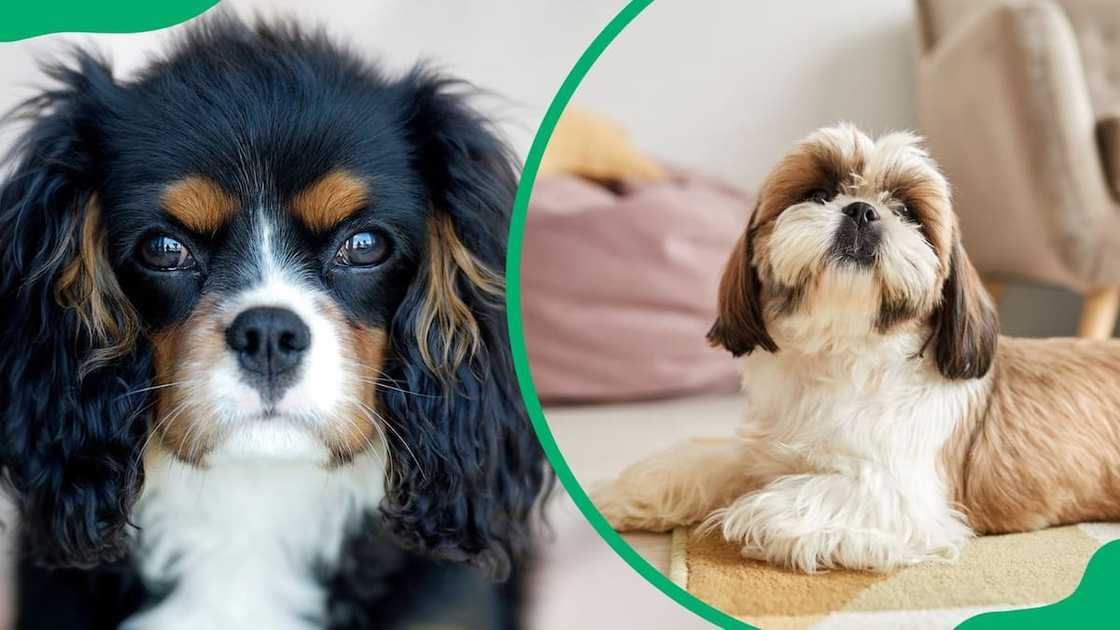 Best dog breeds for first-time owners Best dog breeds for first-time owners