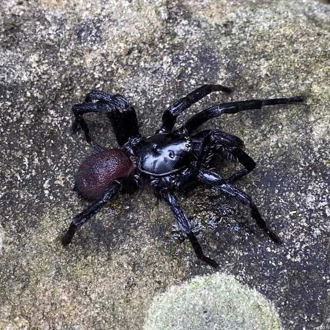 World's most dangerous animals in the world | Top 25 list World's most dangerous animals in the world | Top 25 list