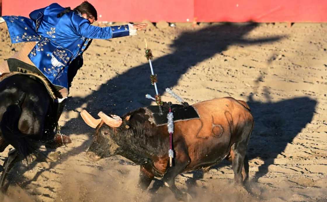At Californian bullfights, a small velcro-padded spear sticks to a cushion attached to the bull's back At Californian bullfights, a small velcro-padded spear sticks to a cushion attached to the bull's back
