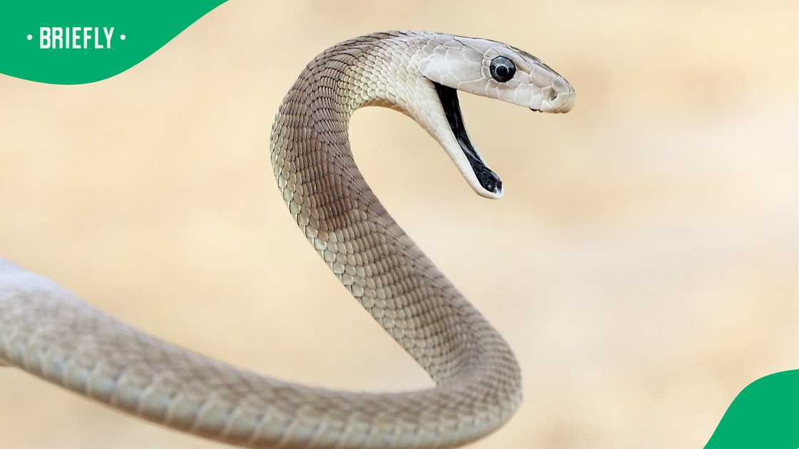 Snake catcher handles suspected black mamba barefoot
