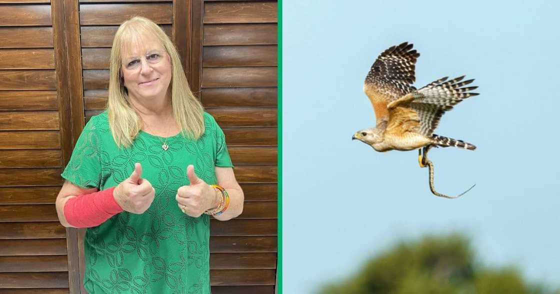 Texas woman attacked by hawk and snake Texas woman attacked by hawk and snake