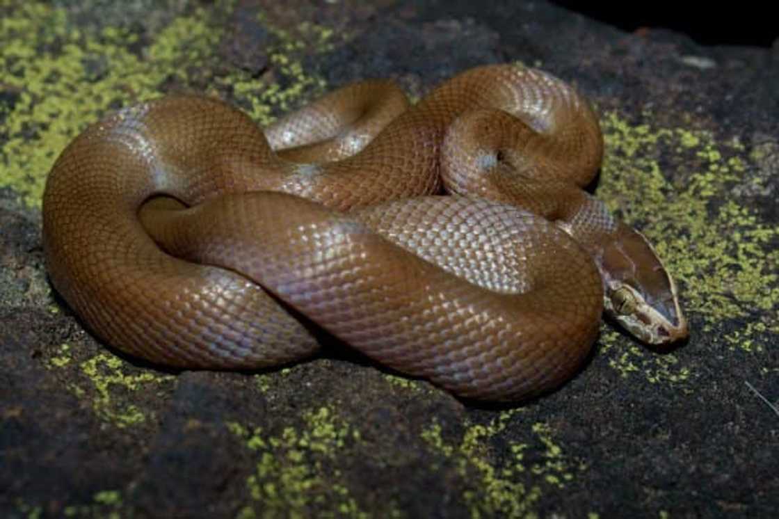 Brown snake South Africa