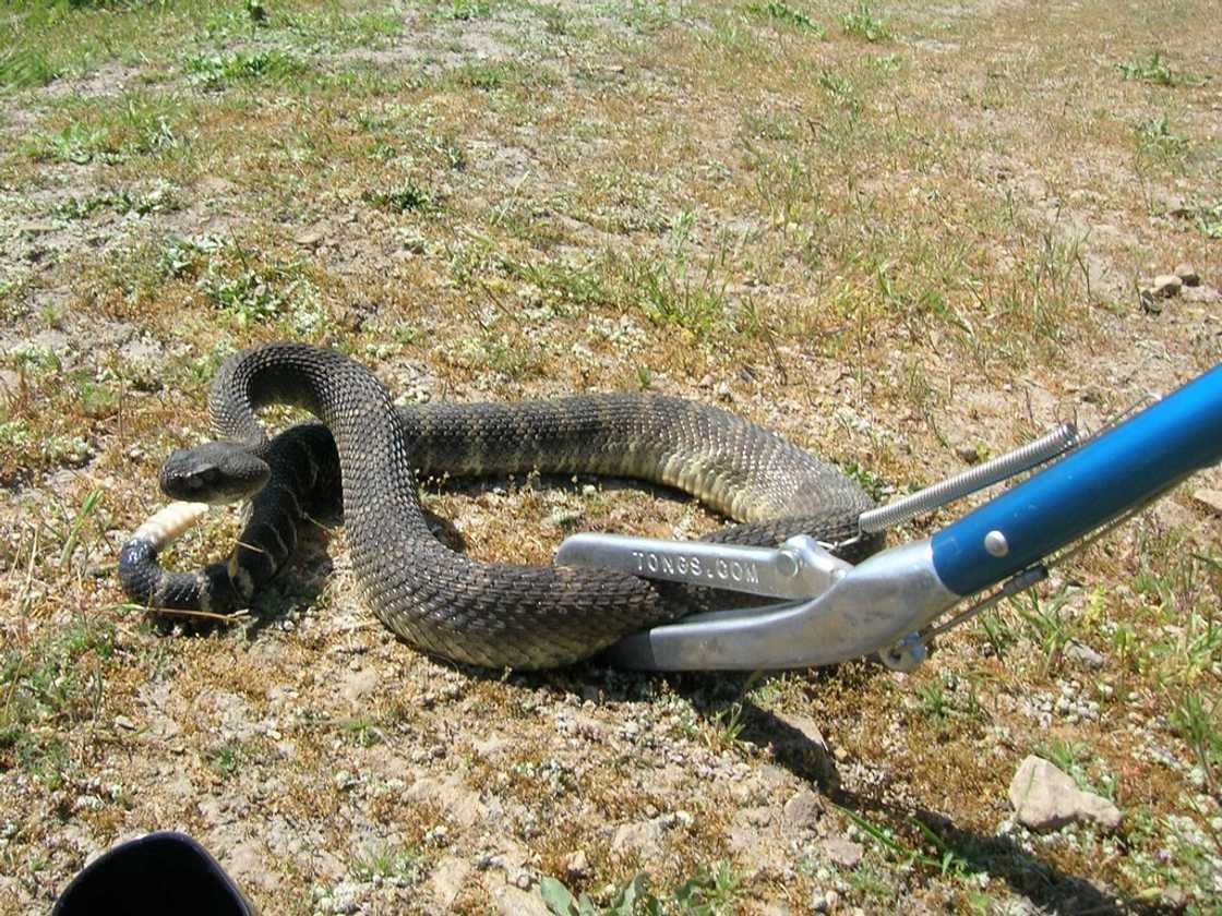 Snake catcher was excited to use new snake tongs