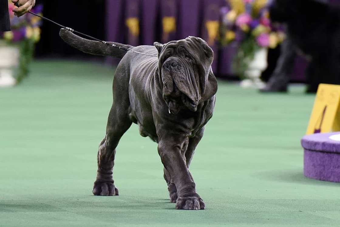 Are Dobermans banned anywhere Are Dobermans banned anywhere