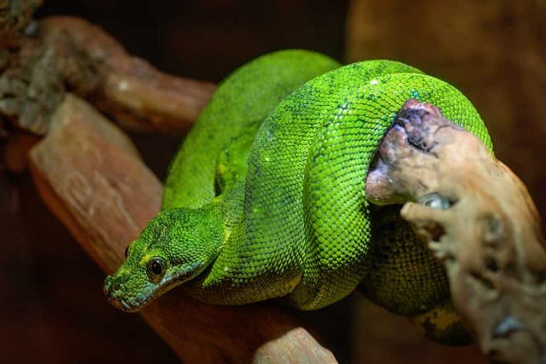 What poisonous snakes are in South Africa? What poisonous snakes are in South Africa?