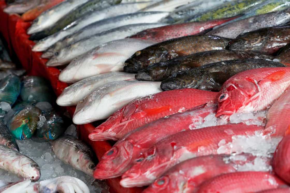 Frozen Nile Perch Frozen Nile Perch