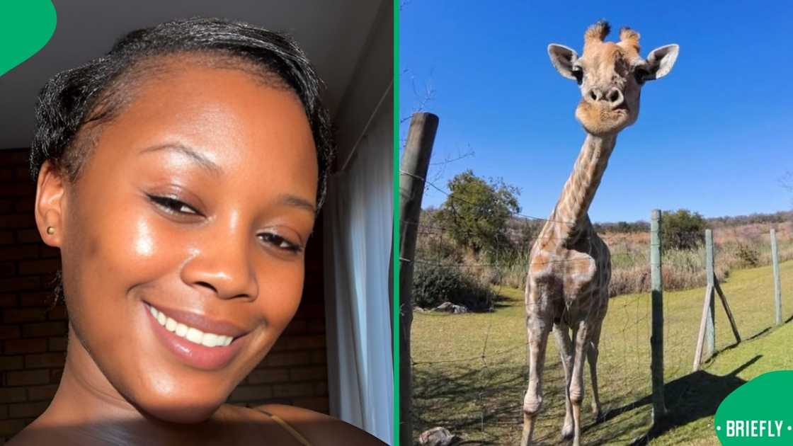 A woman danced with a giraffe. A woman danced with a giraffe.
