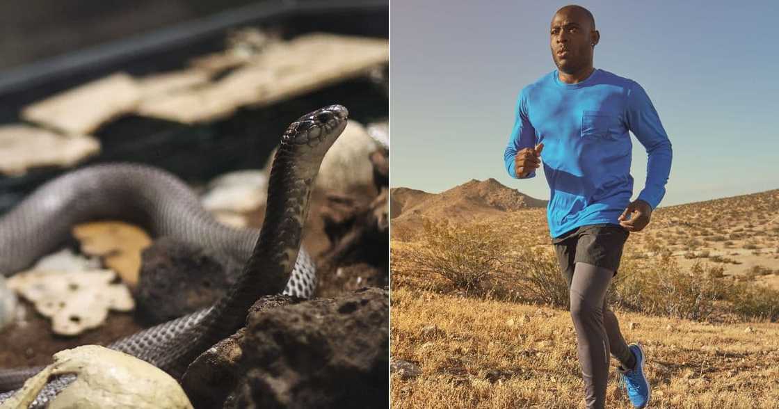 Snake chases grown man Snake chases grown man