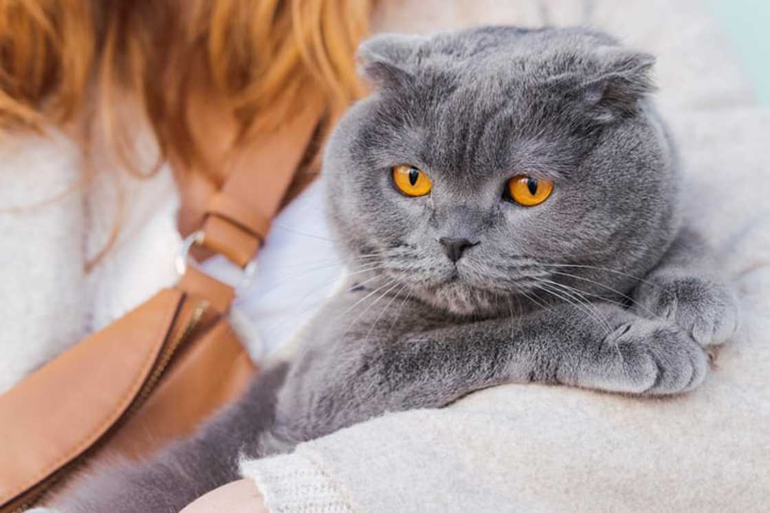 A grey, fluffy British shorthair cat resting in a woman's arms A grey, fluffy British shorthair cat resting in a woman's arms
